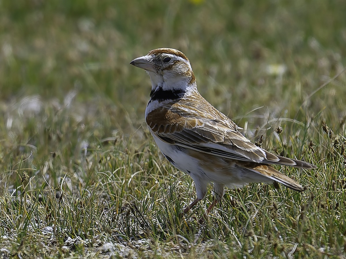 Mongolian Lark - ML637966141