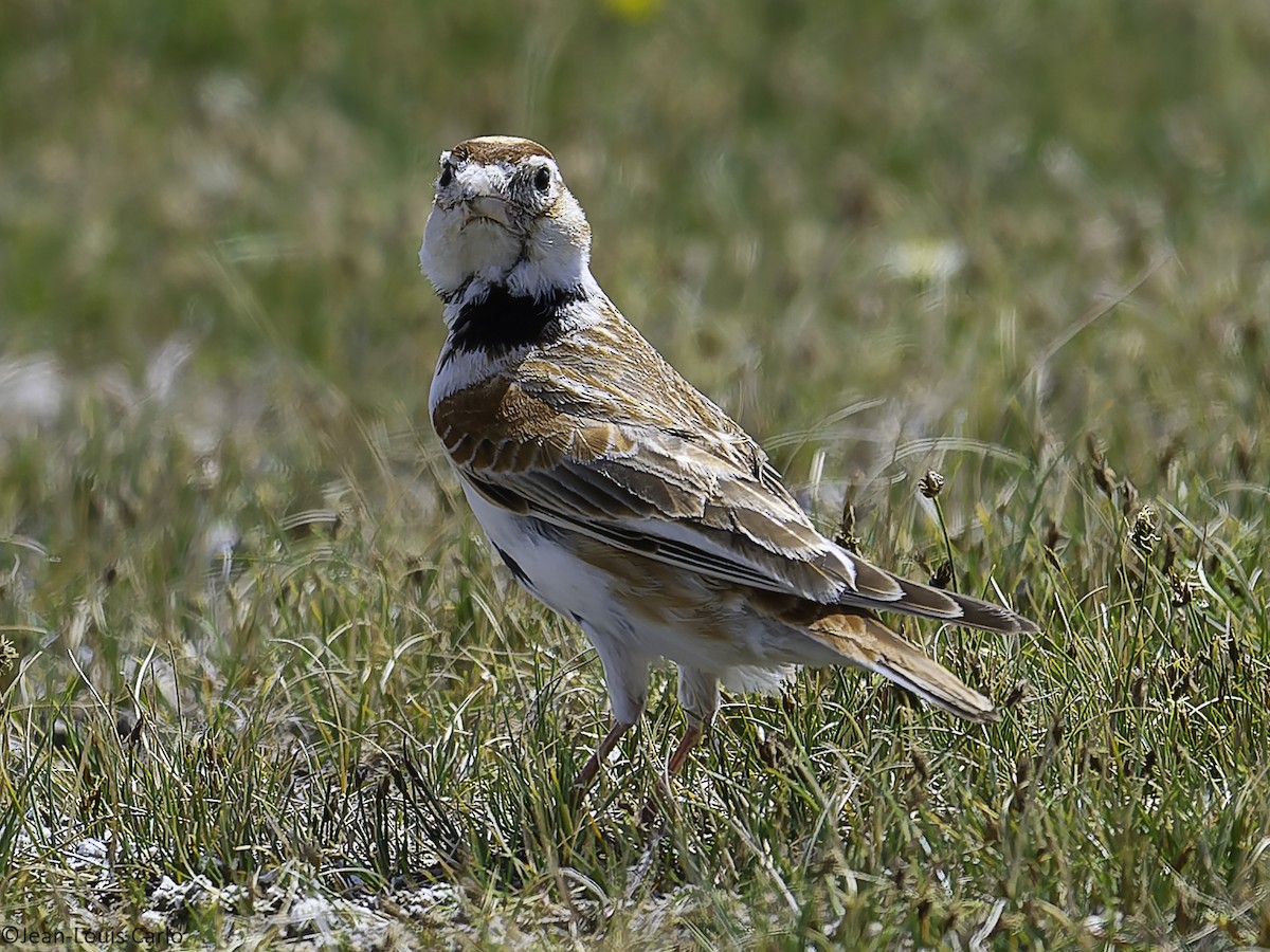 Mongolian Lark - ML637966142