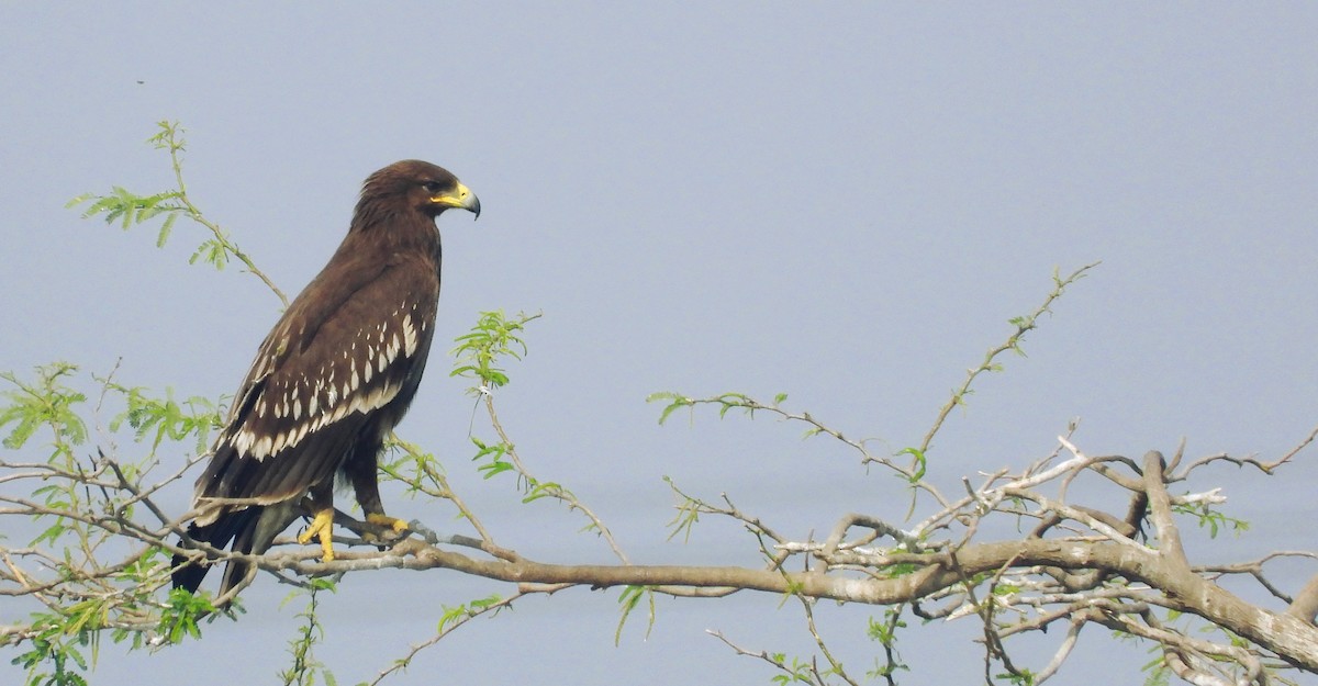 Greater Spotted Eagle - ML637966146