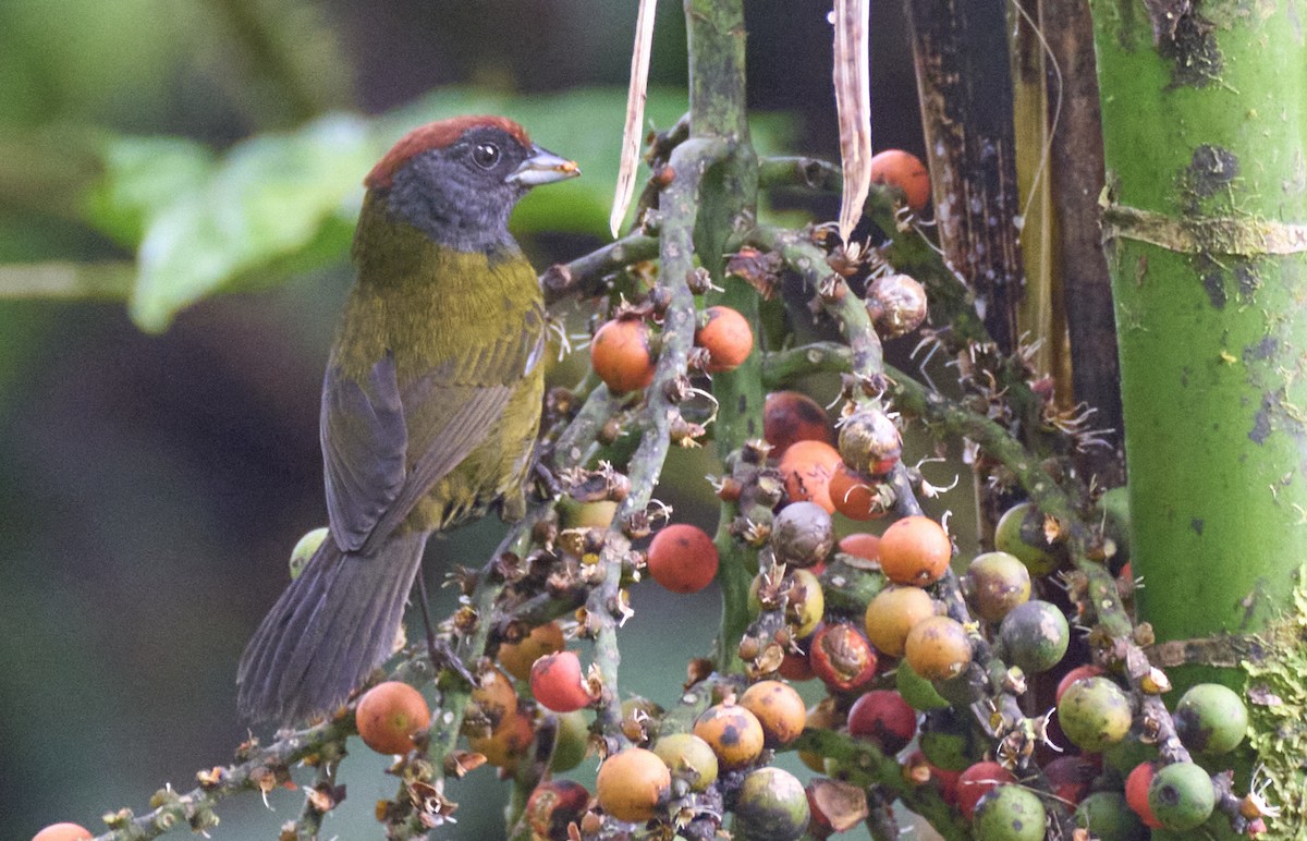Olive Finch - ML637966197
