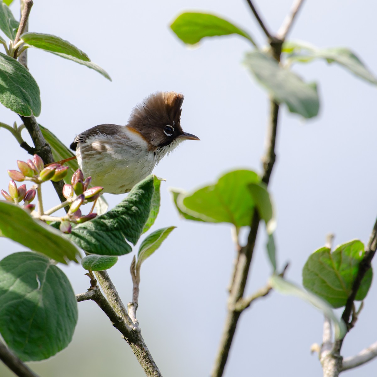 Whiskered Yuhina - ML637966227