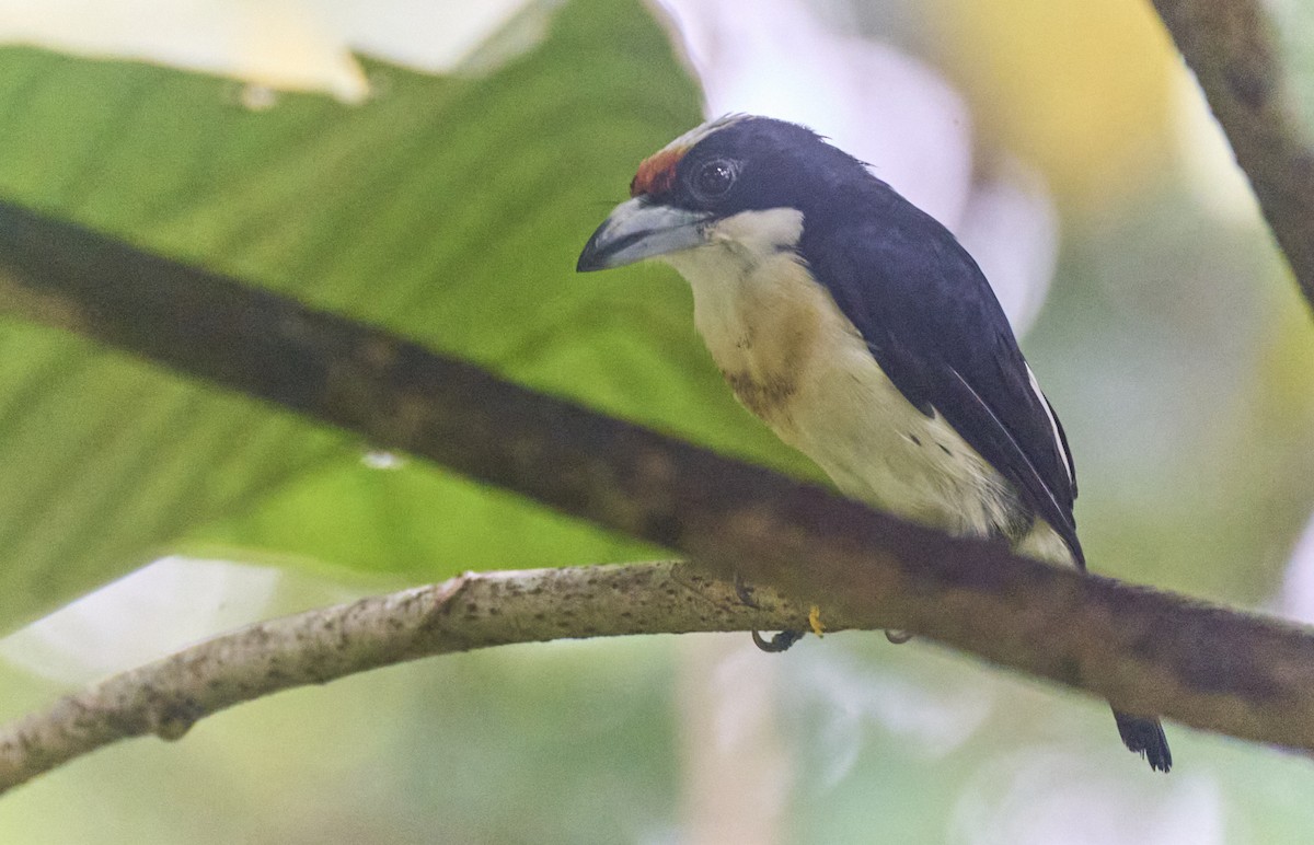 Orange-fronted Barbet - ML637966247