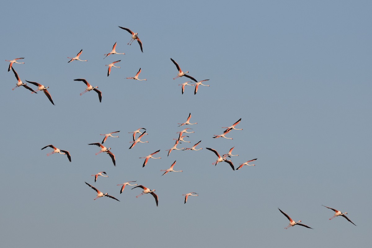 Greater Flamingo - ML637966255