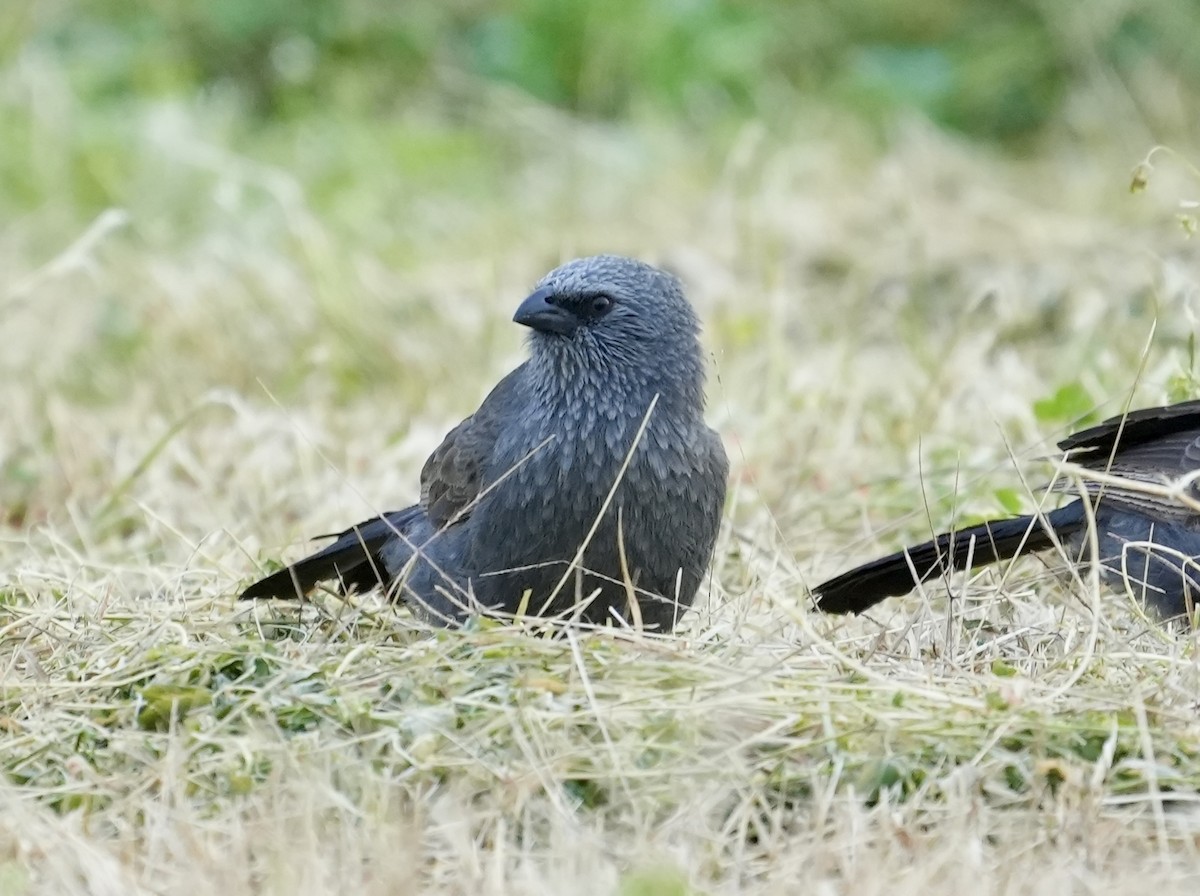 Apostlebird - ML637966355