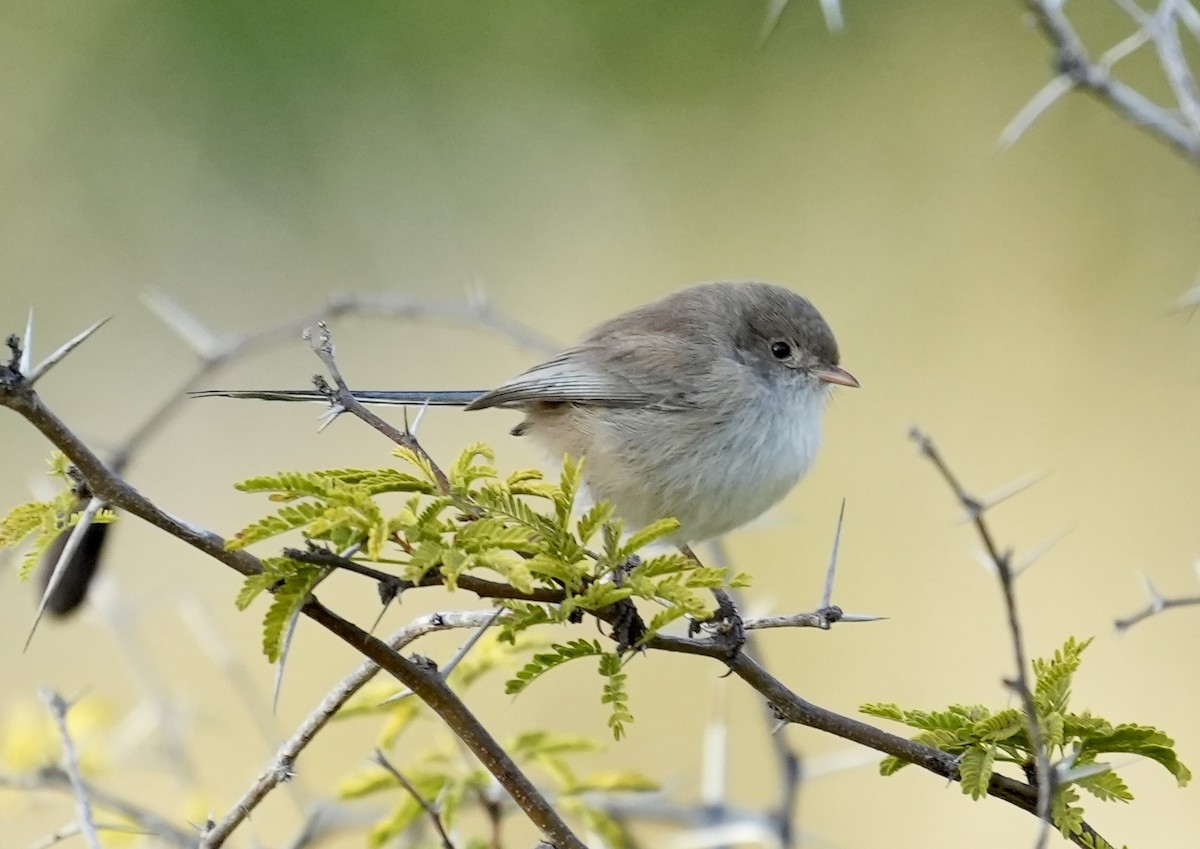 White-winged Fairywren - ML637966366