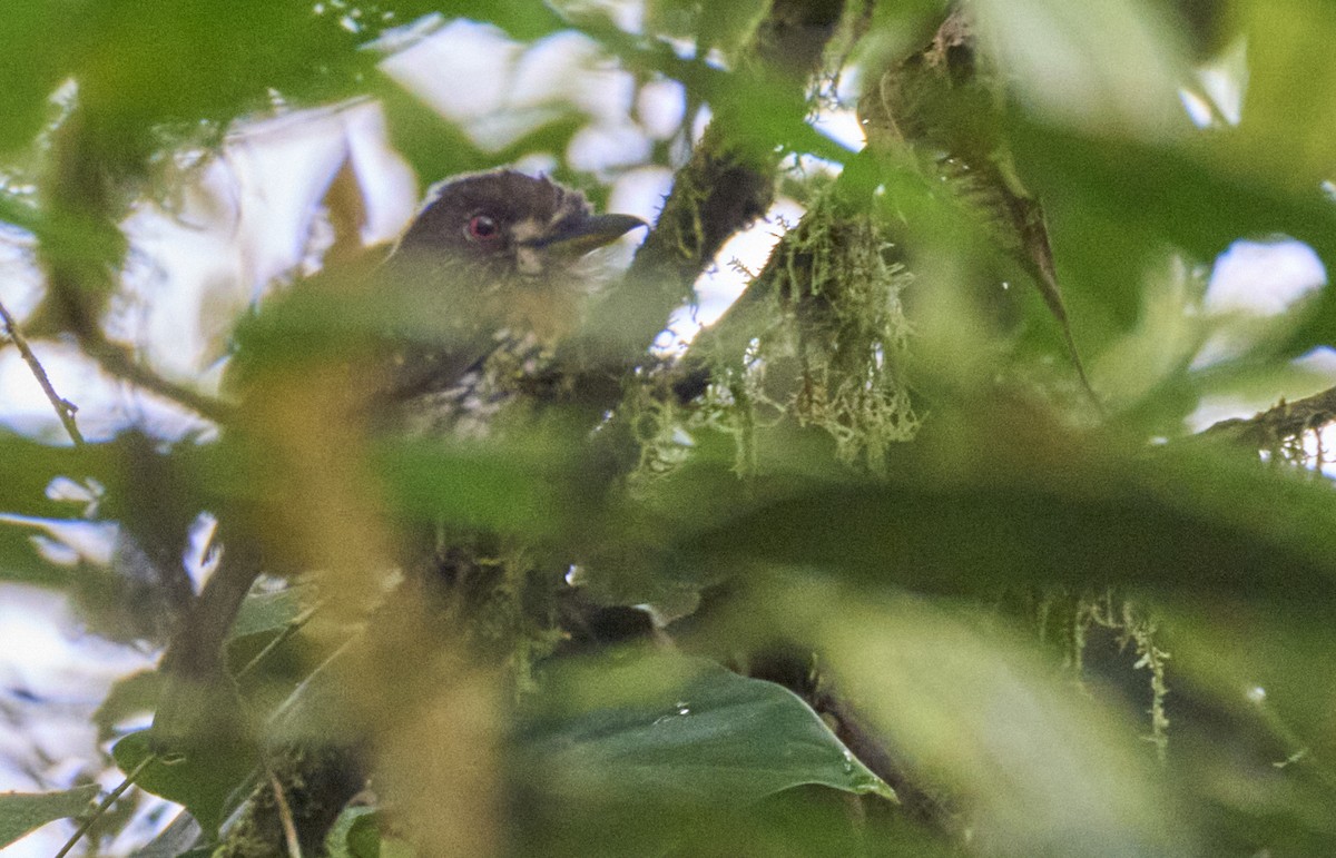 White-whiskered Puffbird - ML637966374