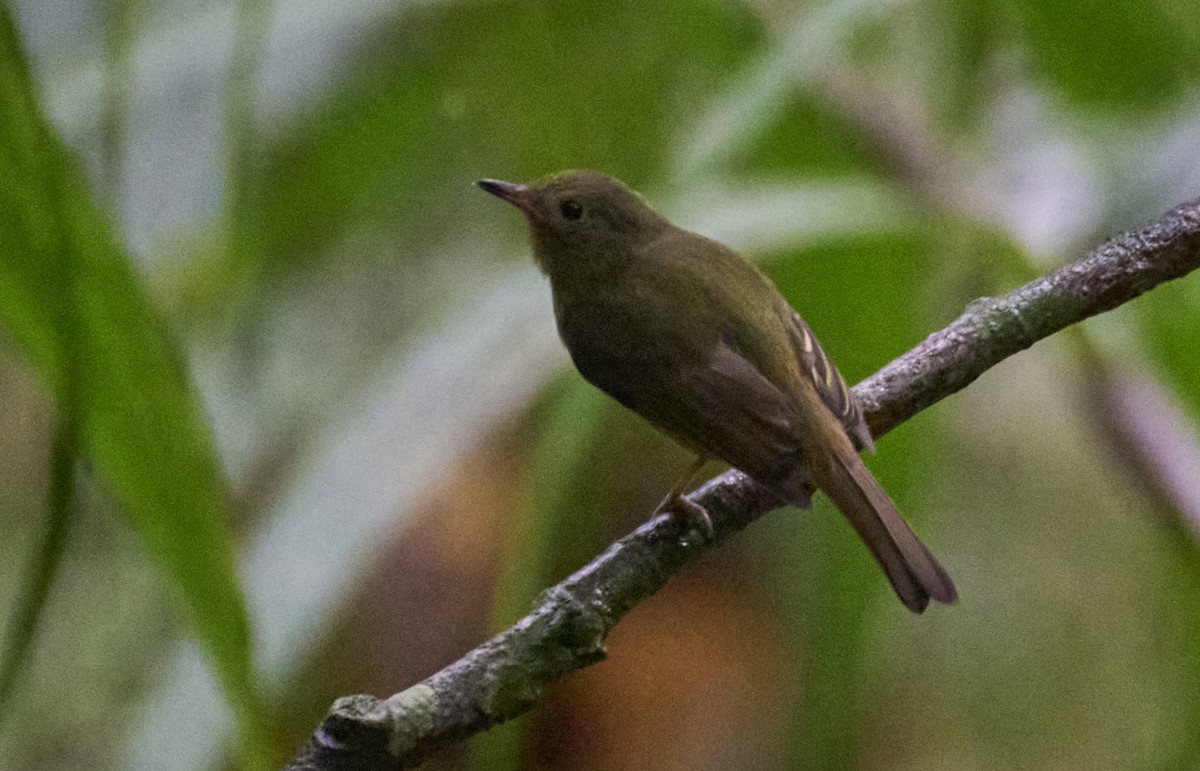 Ochre-bellied Flycatcher - ML637966441