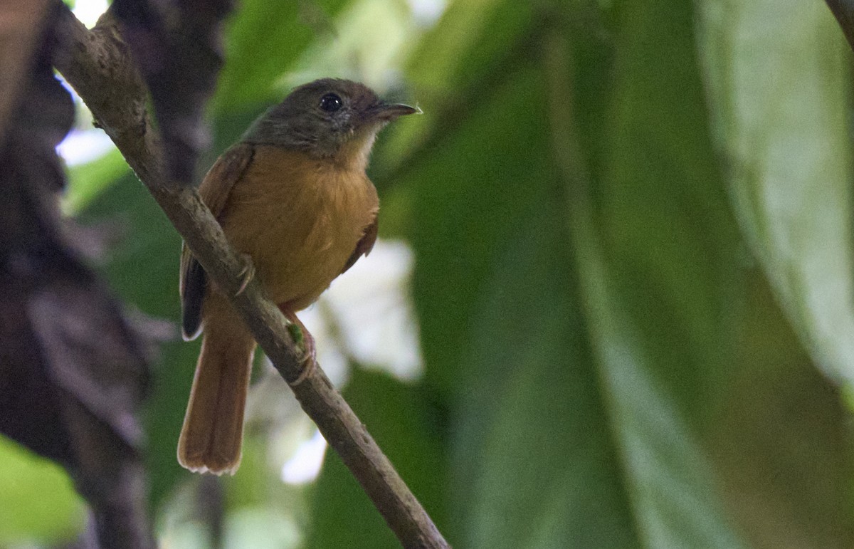 Ruddy-tailed Flycatcher - ML637966444