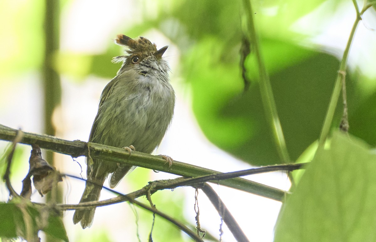 Scale-crested Pygmy-Tyrant - ML637966466