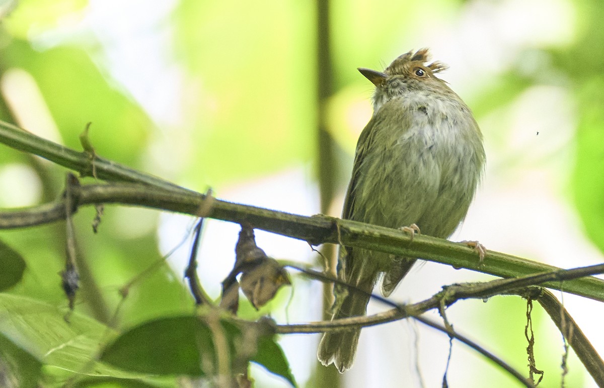 Scale-crested Pygmy-Tyrant - ML637966467