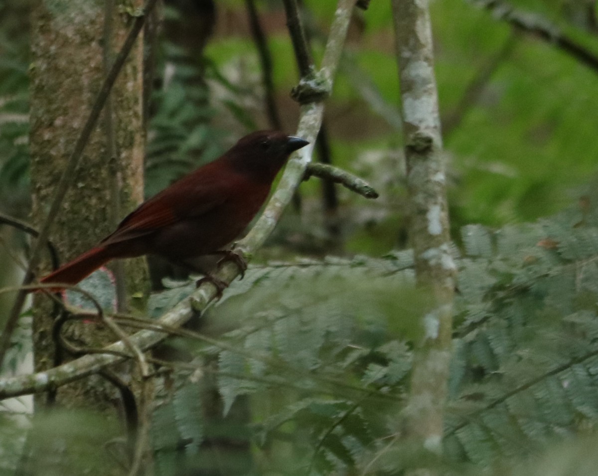 Red-crowned Ant-Tanager - ML637966481