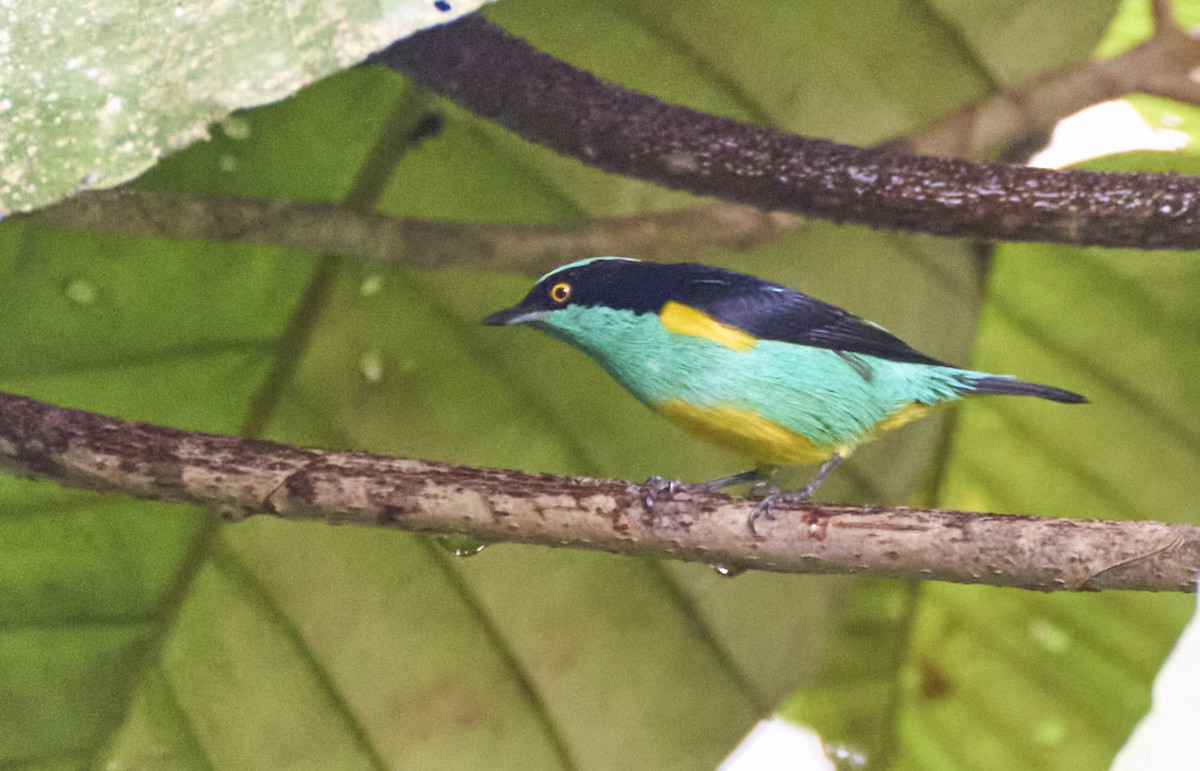 Black-faced Dacnis - ML637966483