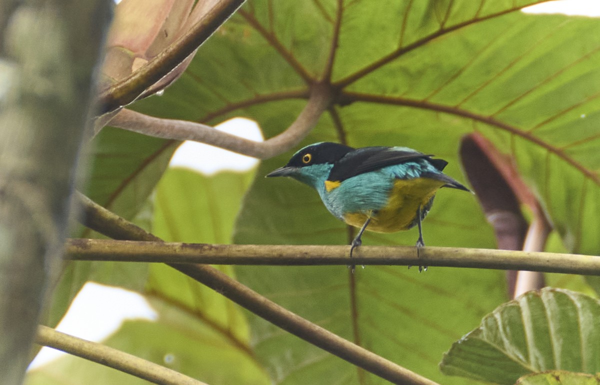 Black-faced Dacnis - ML637966484