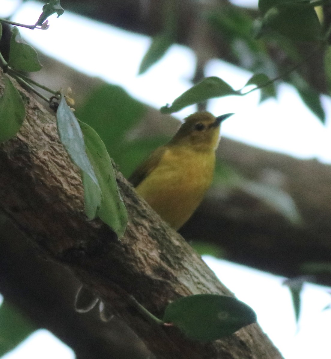 Yellow-browed Bulbul - ML637966498