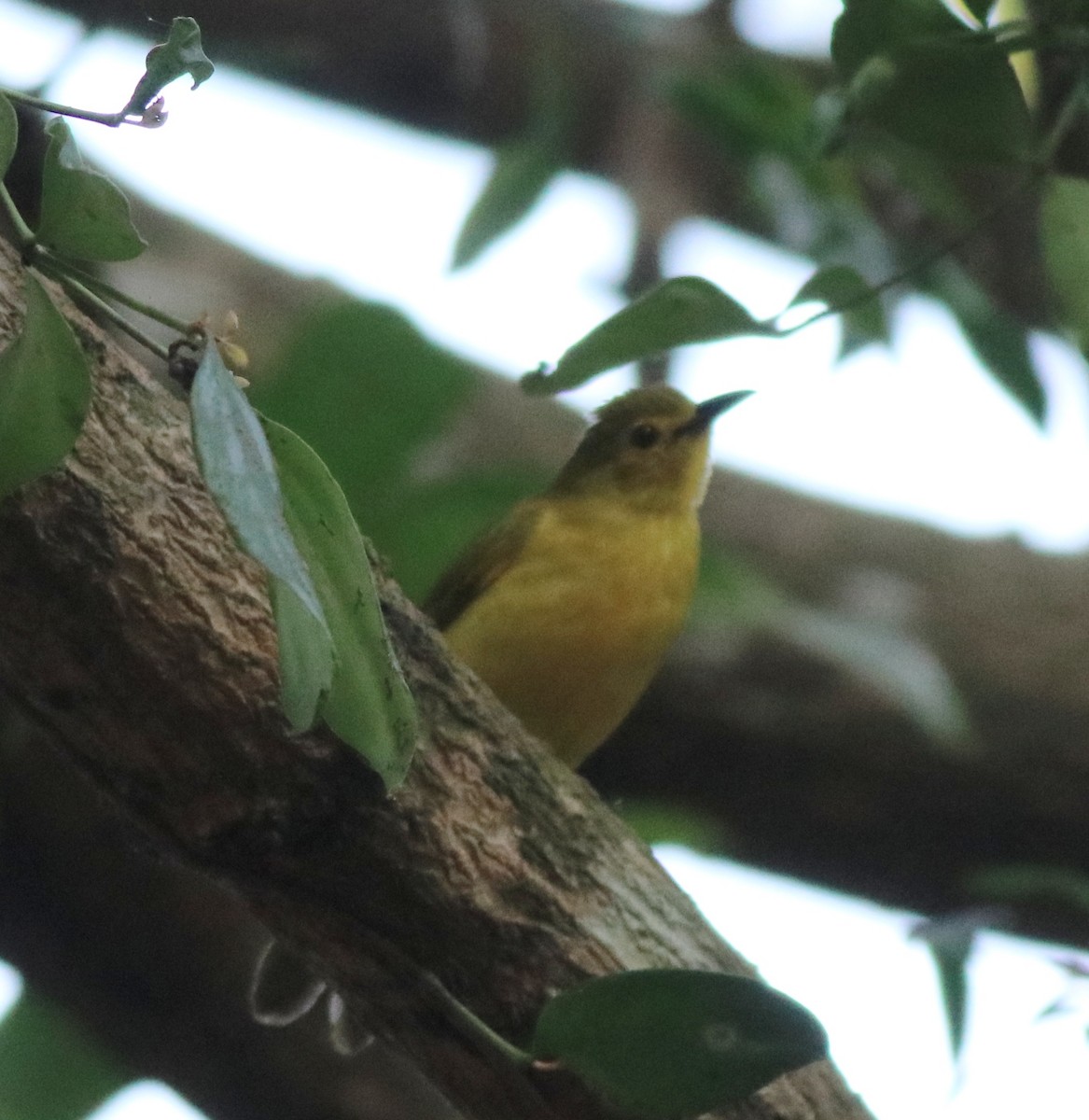 Yellow-browed Bulbul - ML637966499