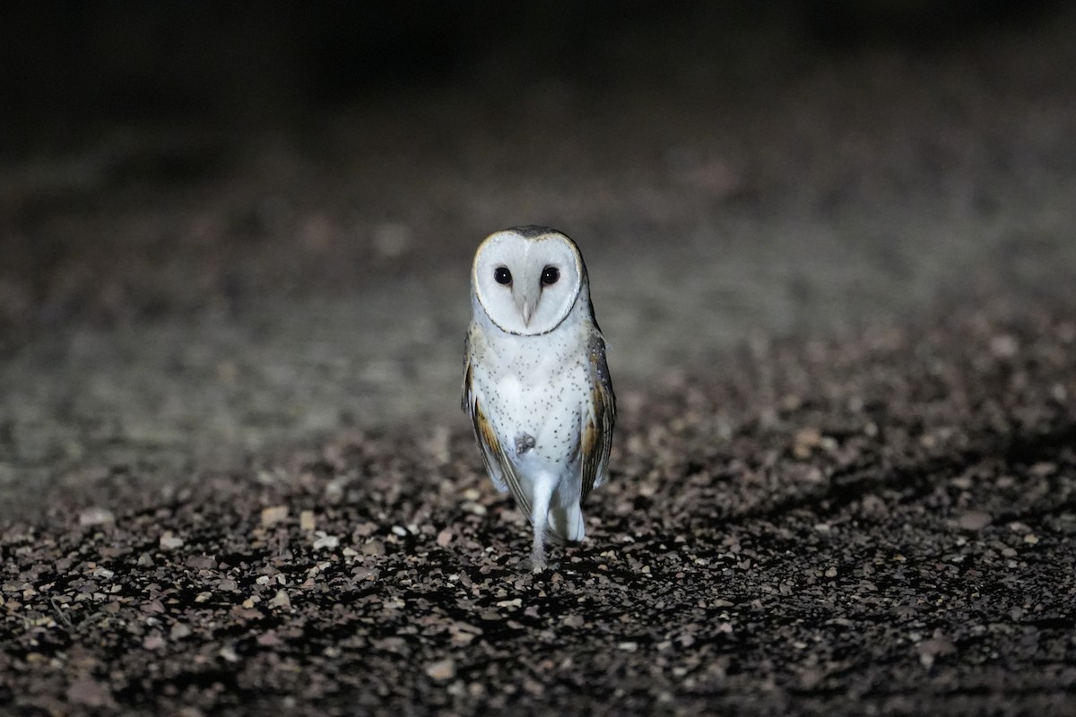 Eastern Barn Owl - ML637966517