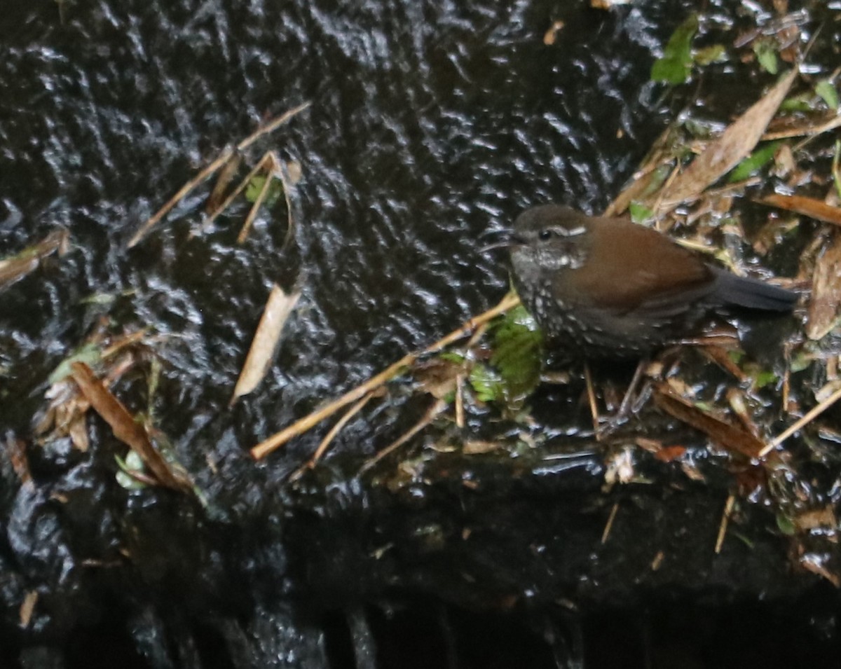 Sharp-tailed Streamcreeper - ML637966518