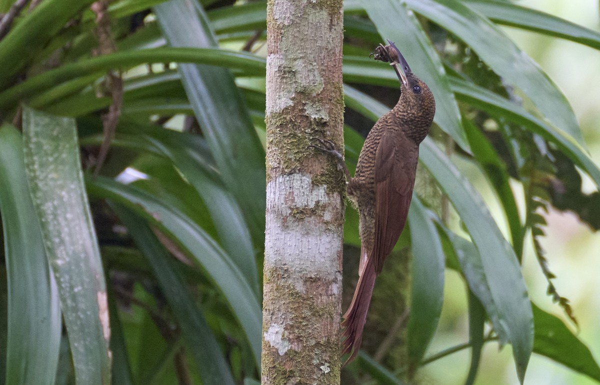 Northern Barred-Woodcreeper - ML637966519