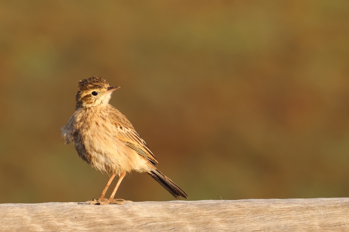Australian Pipit - ML637966529