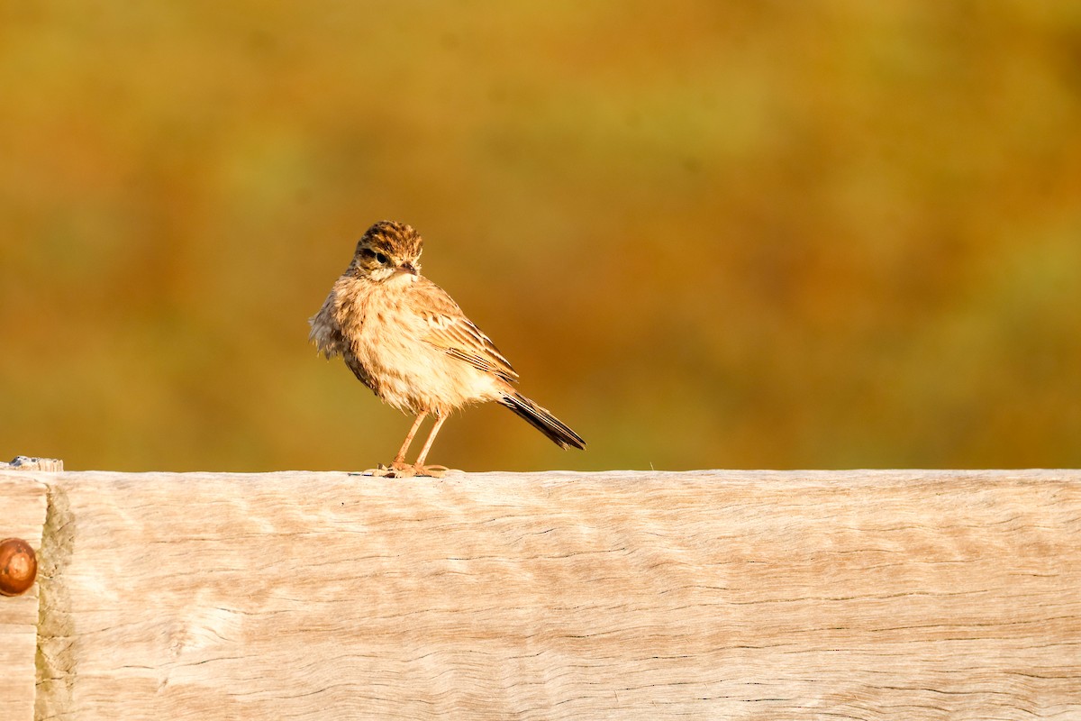 Australian Pipit - ML637966531