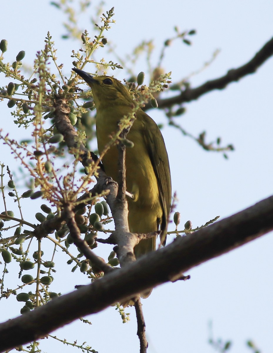 Yellow-browed Bulbul - ML637966539