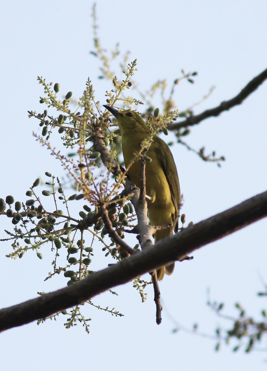 Yellow-browed Bulbul - ML637966540