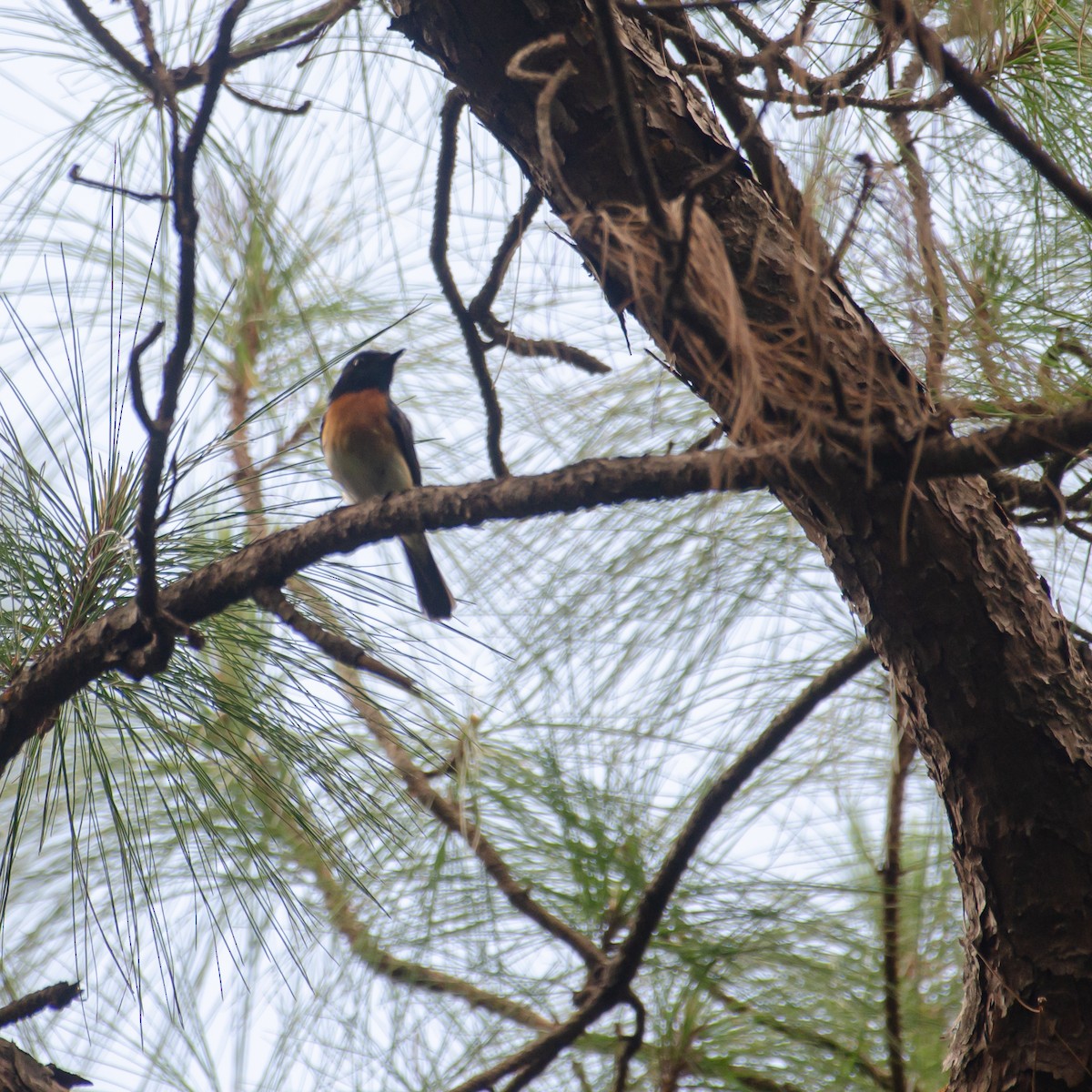 Blue-throated Flycatcher - ML637966543