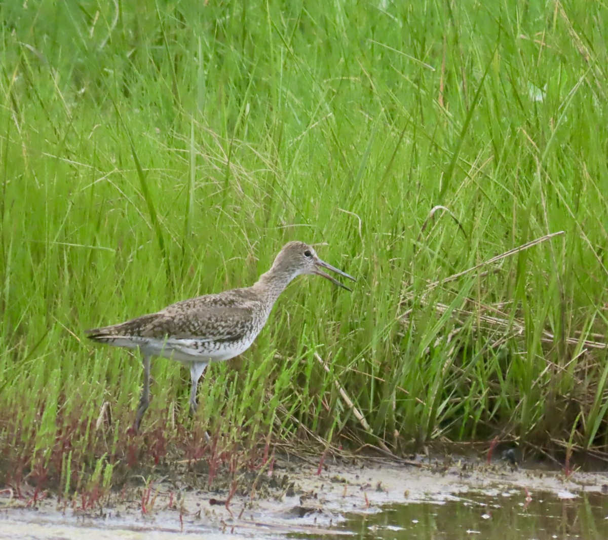 Willet - ML637966634
