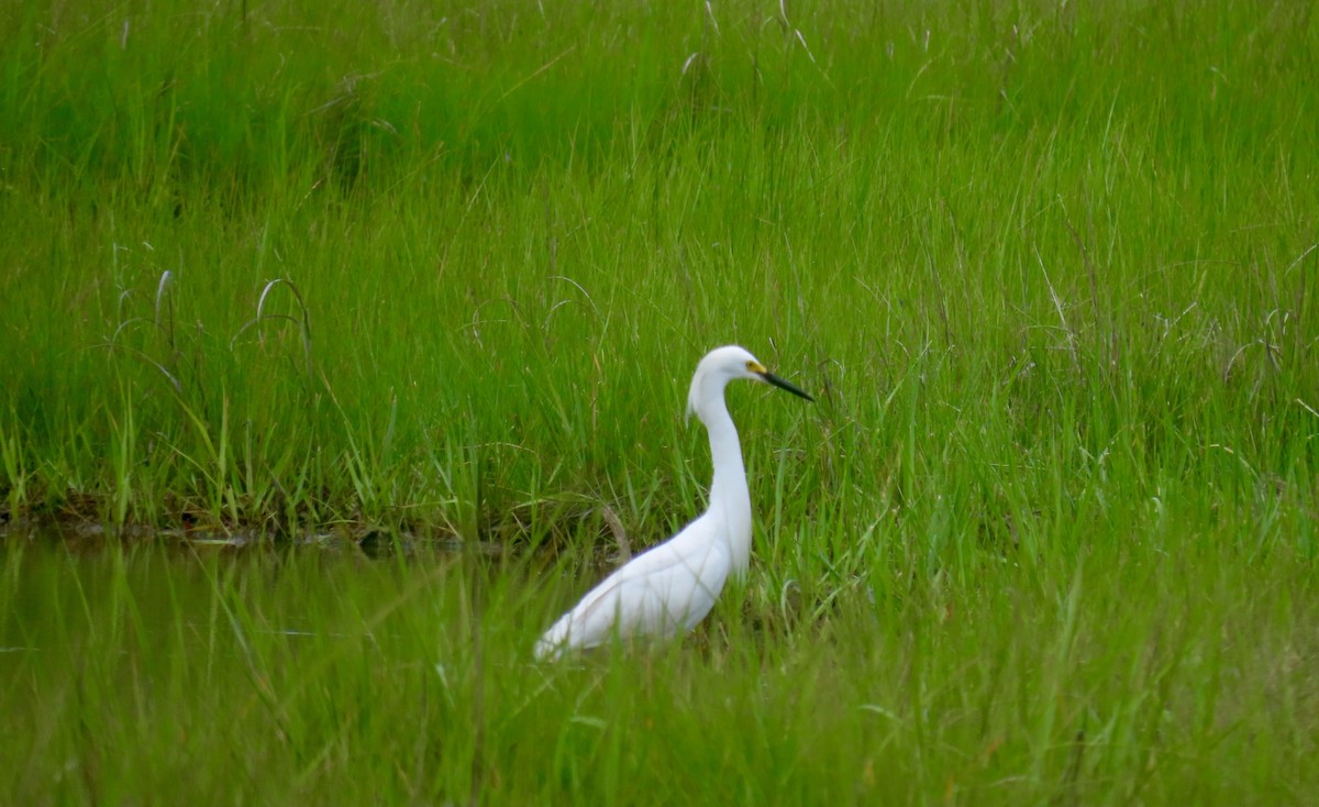 Snowy Egret - ML637966640