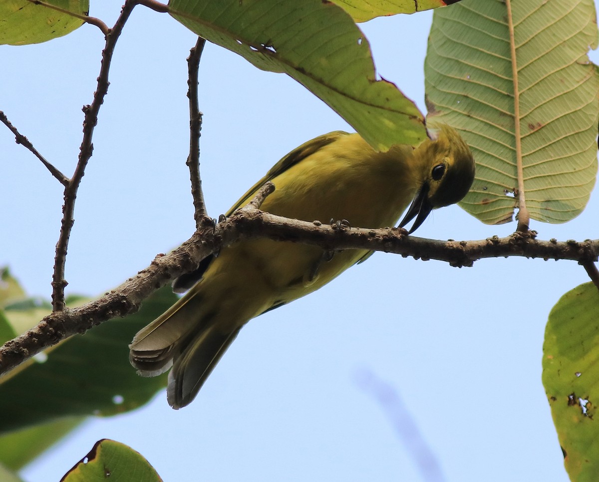Yellow-browed Bulbul - ML637966665