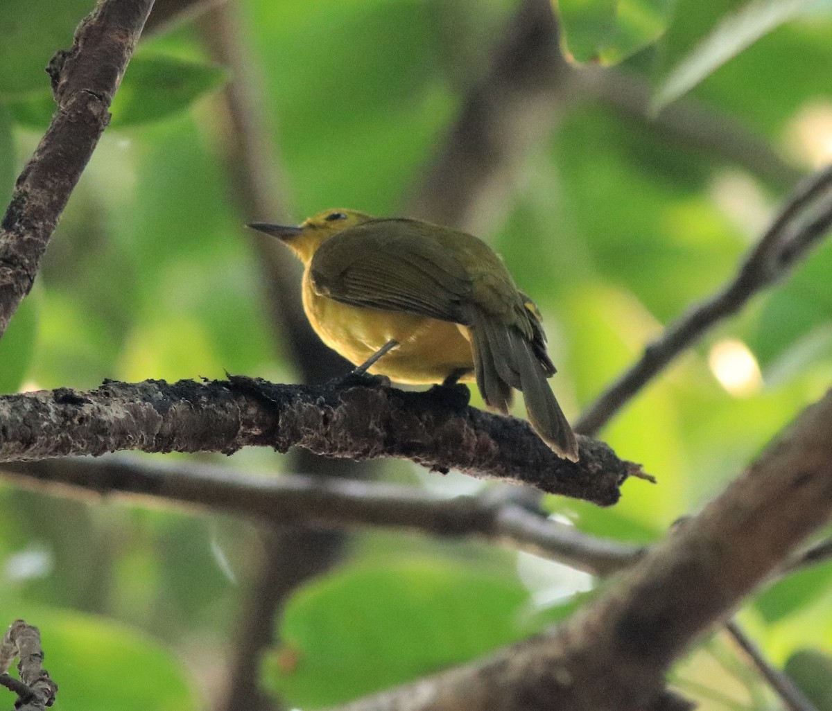 Yellow-browed Bulbul - ML637966666