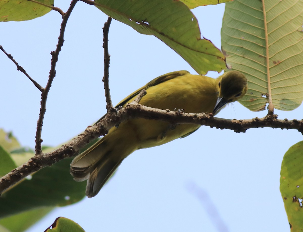 Yellow-browed Bulbul - ML637966667