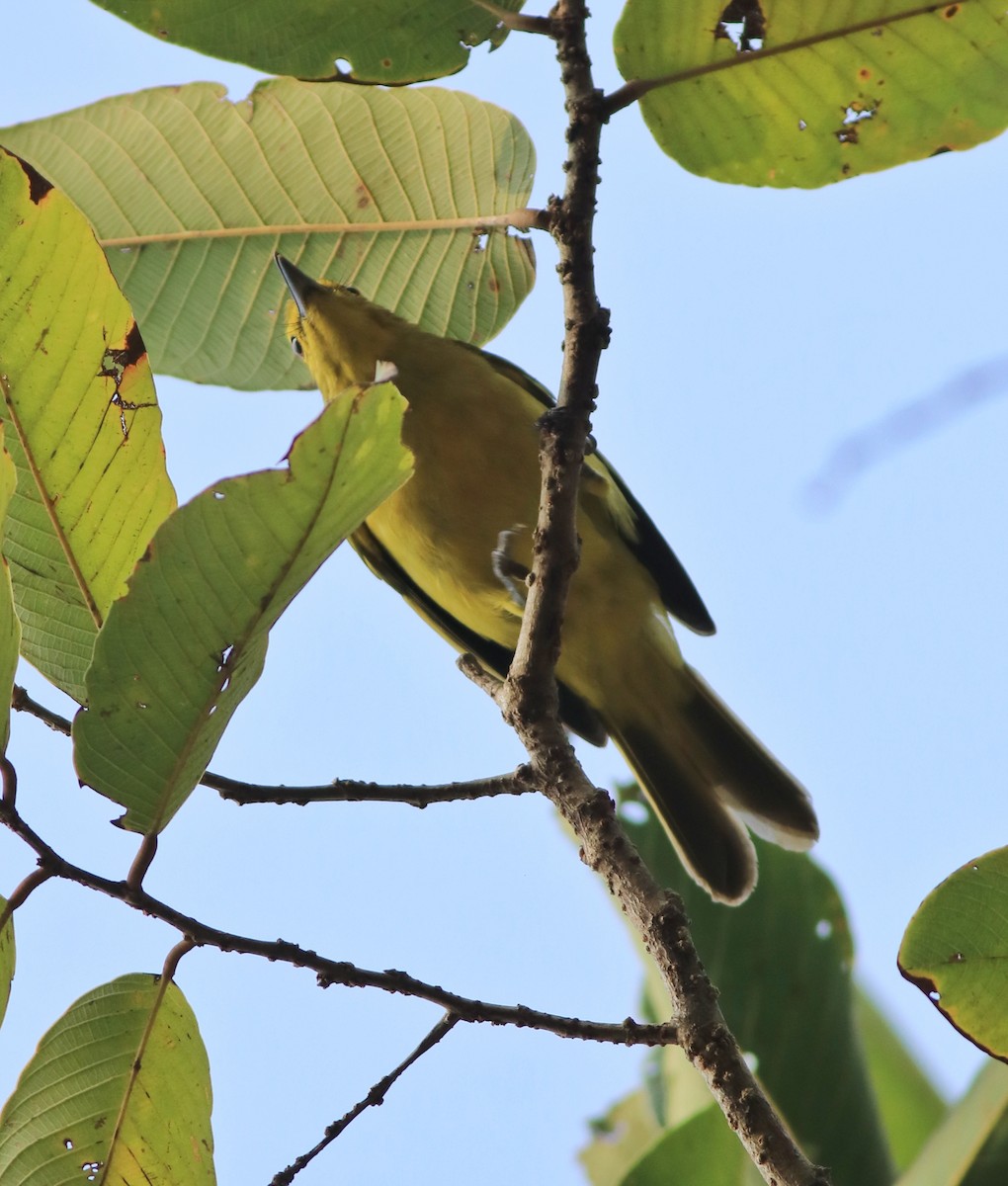 Yellow-browed Bulbul - ML637966668