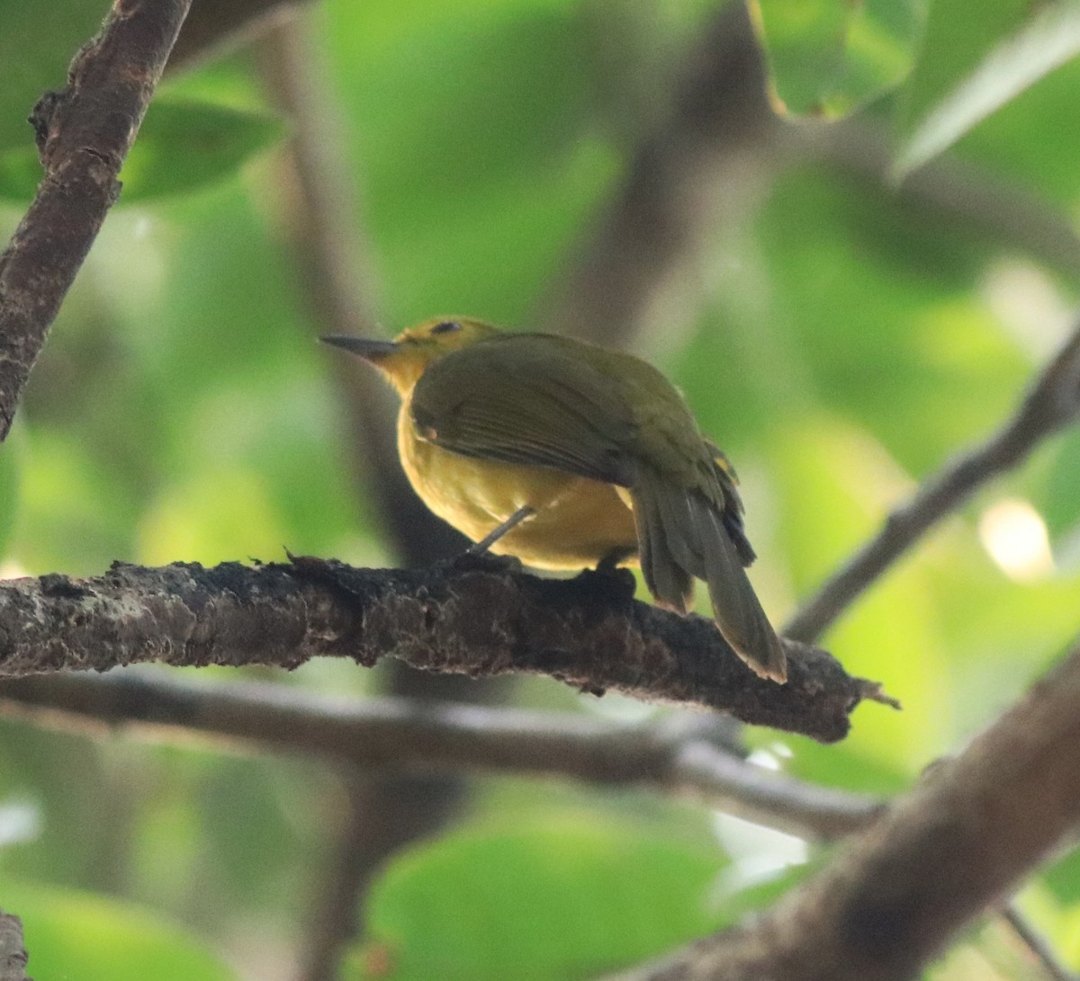 Yellow-browed Bulbul - ML637966669