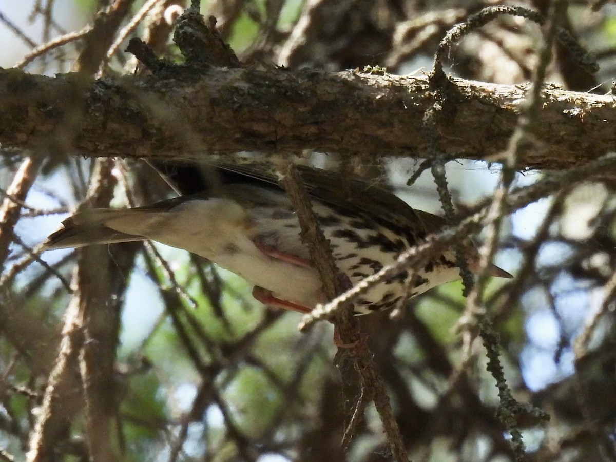 Ovenbird - ML637966670
