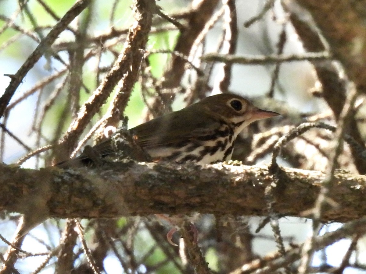 Ovenbird - ML637966671