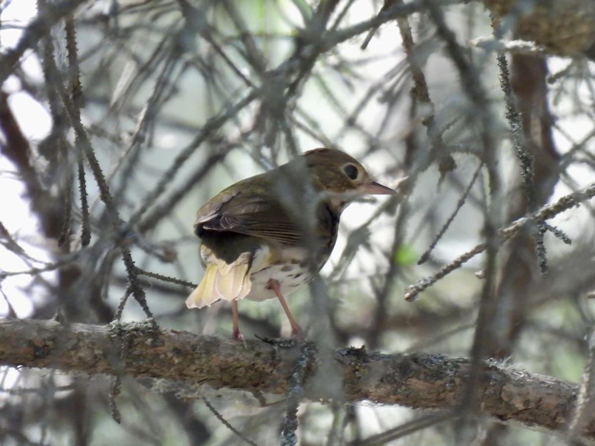 Ovenbird - ML637966672