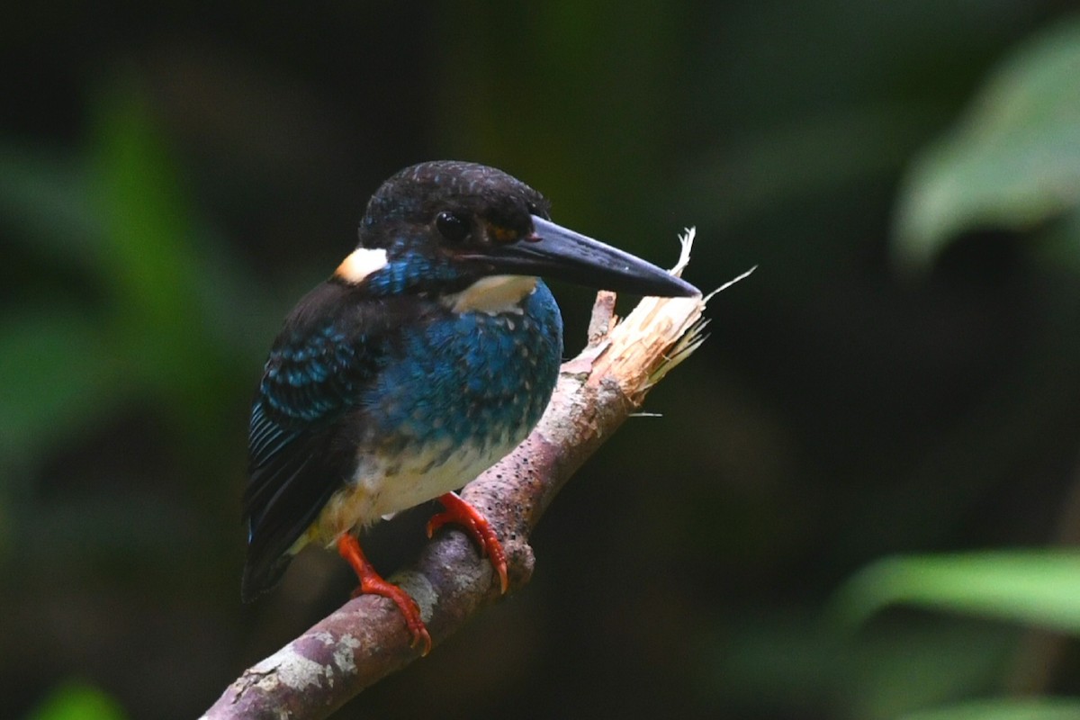 Malaysian Blue-banded Kingfisher - ML637966686