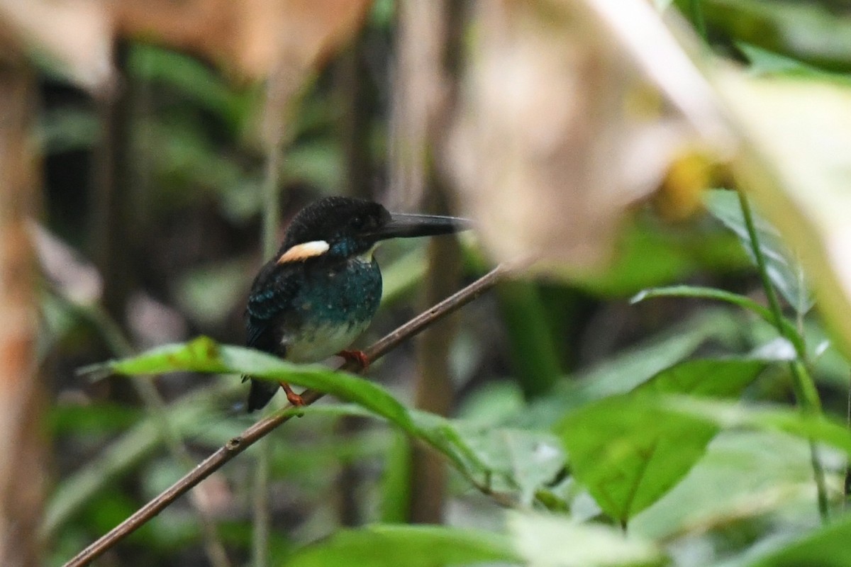 Malaysian Blue-banded Kingfisher - ML637966687