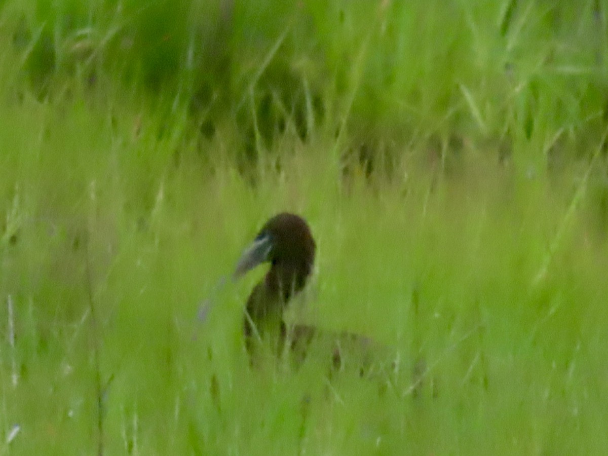 Glossy Ibis - ML637966692