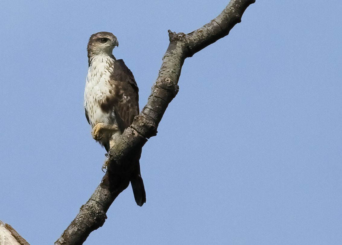 Changeable Hawk-Eagle - ML637966751