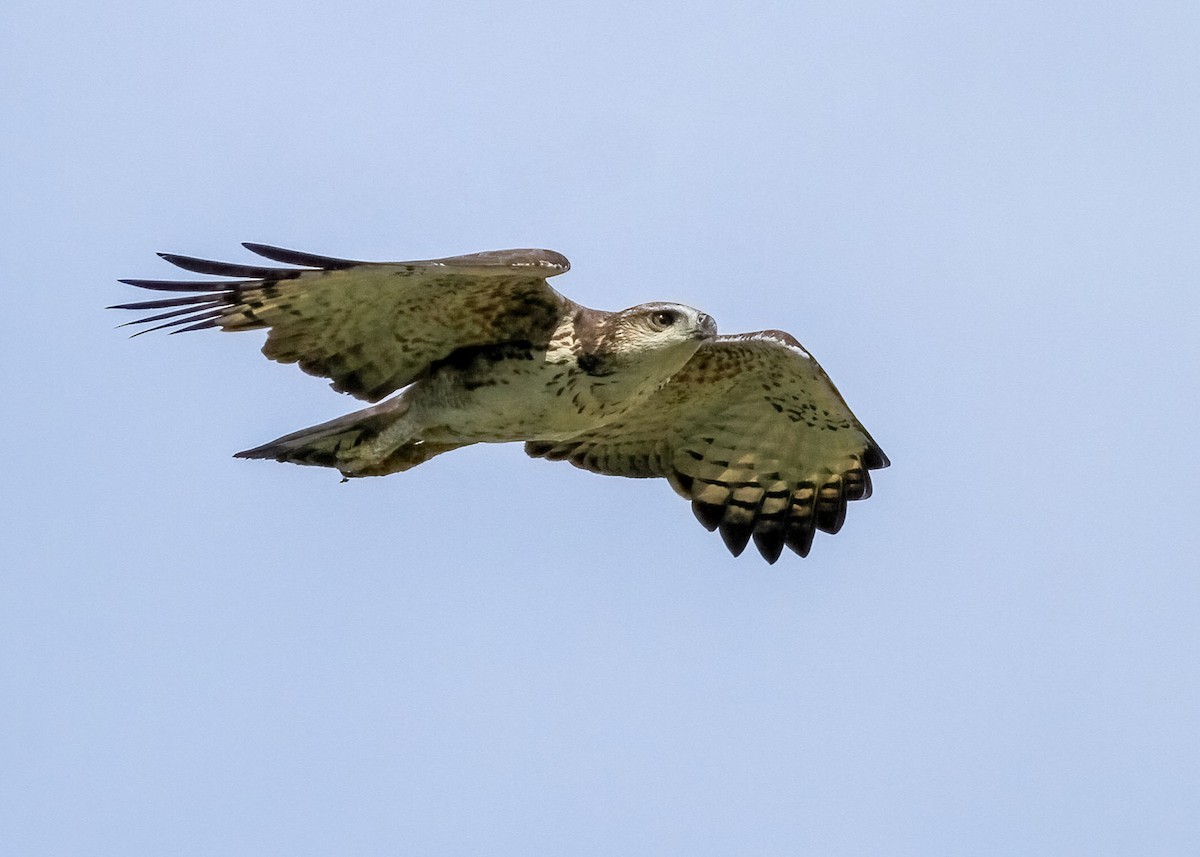 Changeable Hawk-Eagle - ML637966753