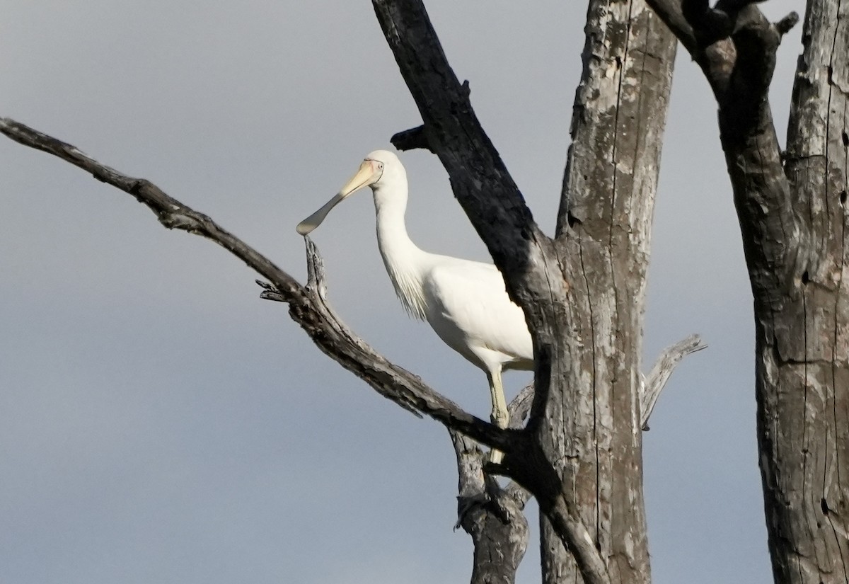 Yellow-billed Spoonbill - ML637966797