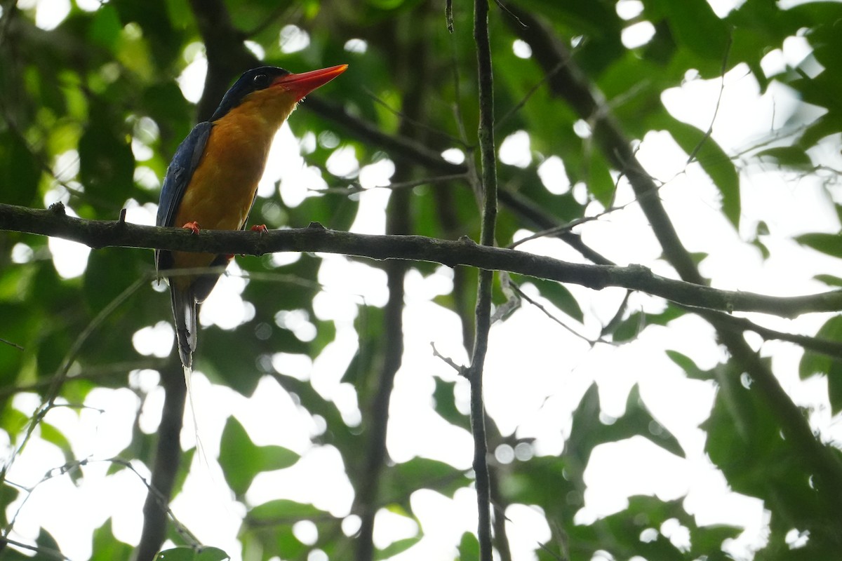 Buff-breasted Paradise-Kingfisher - ML637966810