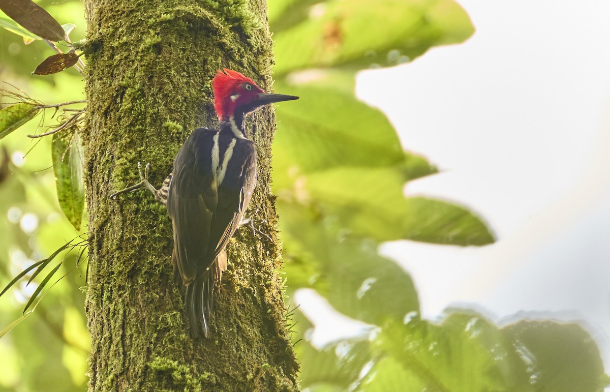 Guayaquil Woodpecker - ML637966846