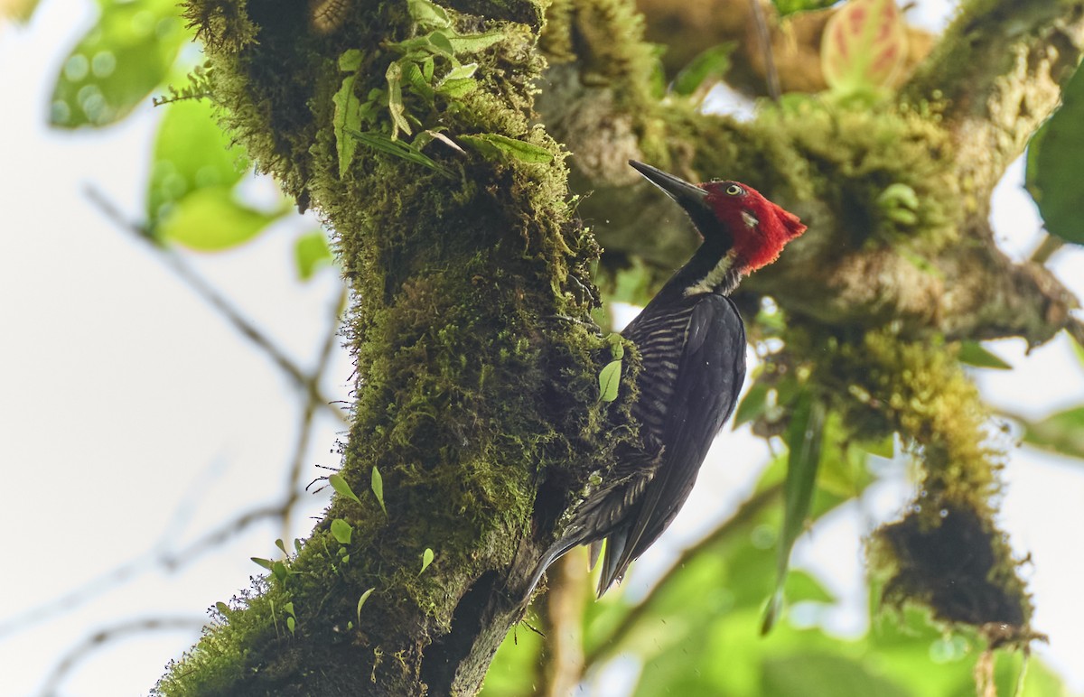 Guayaquil Woodpecker - ML637966847