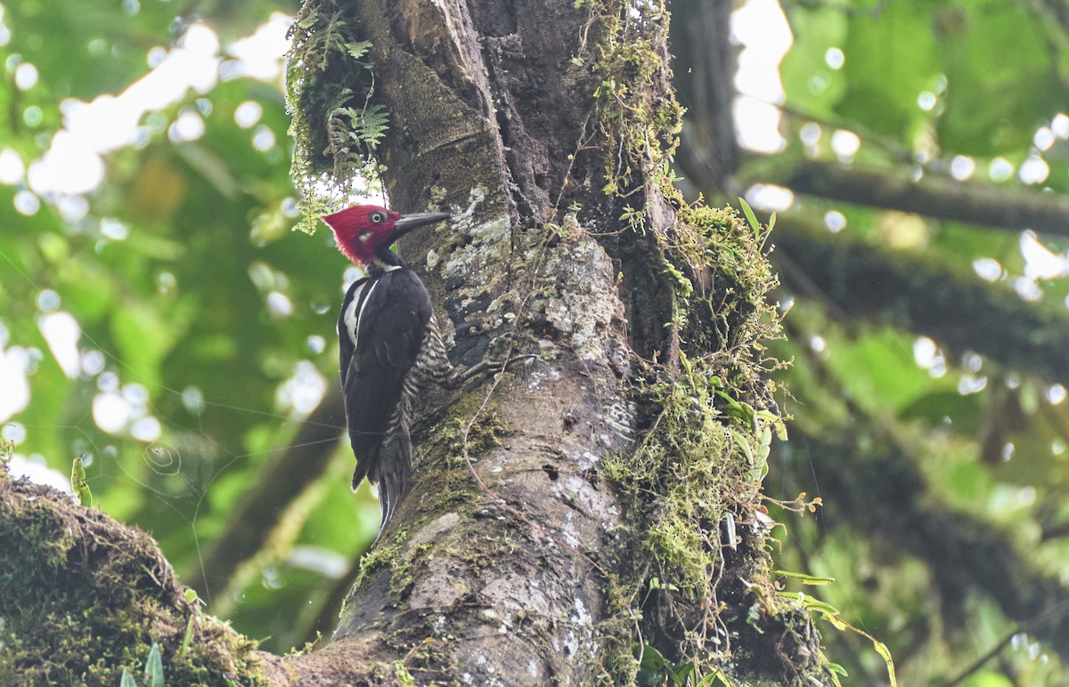Guayaquil Woodpecker - ML637966848