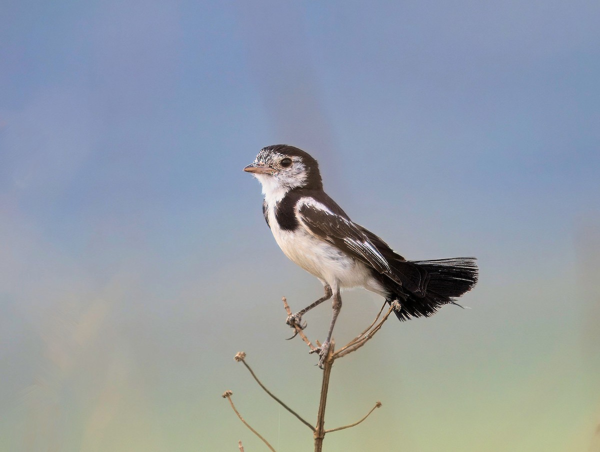 Cock-tailed Tyrant - ML637966872