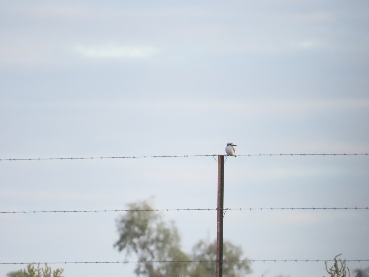 Red-backed Kingfisher - ML637966873