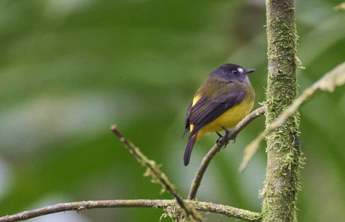 Ornate Flycatcher - ML637966874